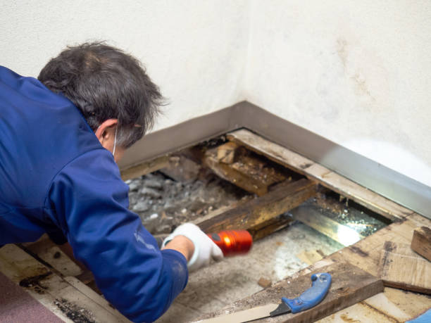 Best Mold Testing and Removal  in Baldwin, MI