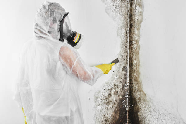 Best Fast Mold Removal  in Baldwin, MI