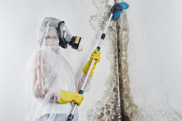 Best Residential Mold Removal  in Baldwin, MI