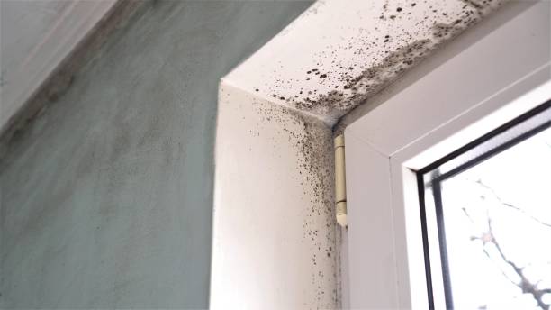 Mold Testing and Removal in Baldwin, MI