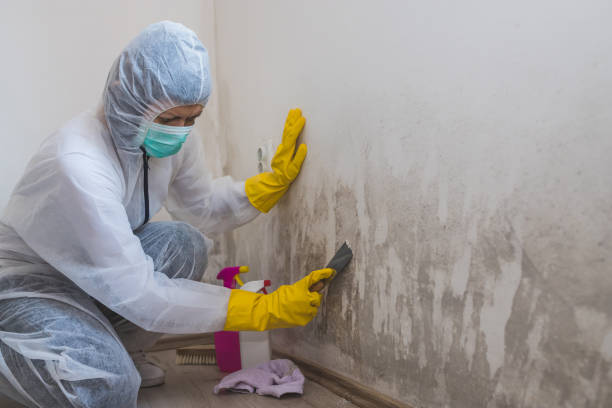 Best Mold Remediation  in Baldwin, MI