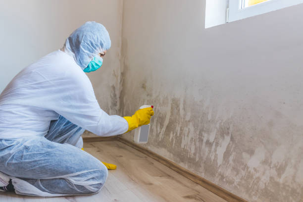 Best Professional Mold Removal  in Baldwin, MI