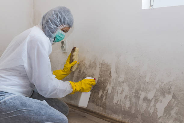Crawl Space Mold Removal in Baldwin, MI