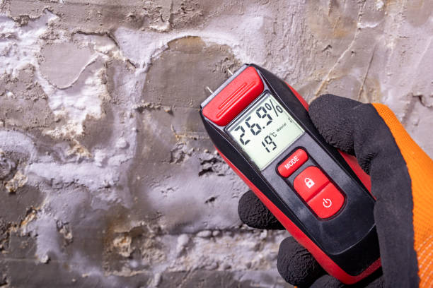 Best Mold Removal Near Me  in Baldwin, MI
