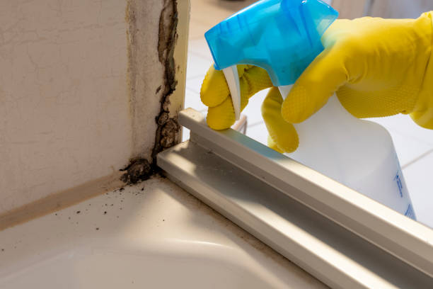 Best Mold Damage Repair  in Baldwin, MI
