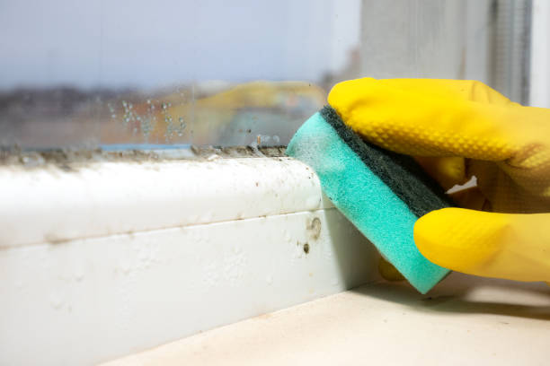 Best Affordable Mold Removal  in Baldwin, MI