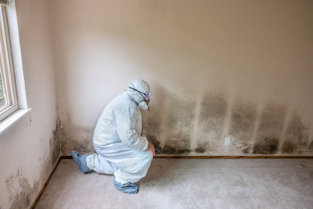 Professional Mold Removal in Baldwin, MI