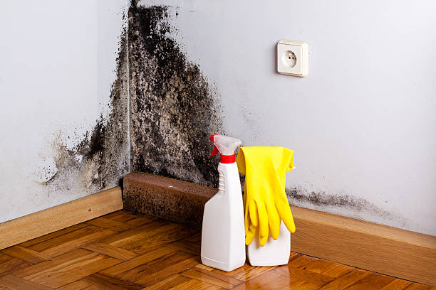 Best Same-Day Mold Removal  in Baldwin, MI