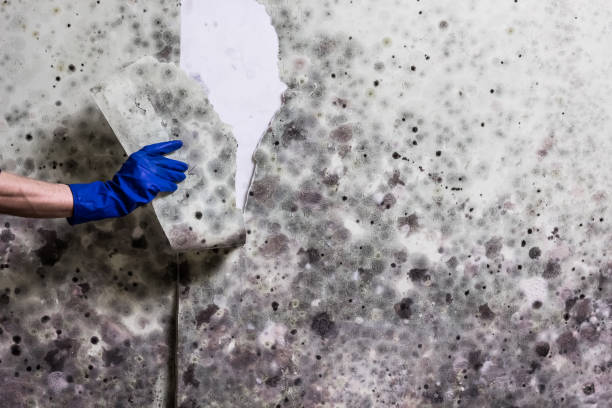 Best Water Damage Restoration  in Baldwin, MI