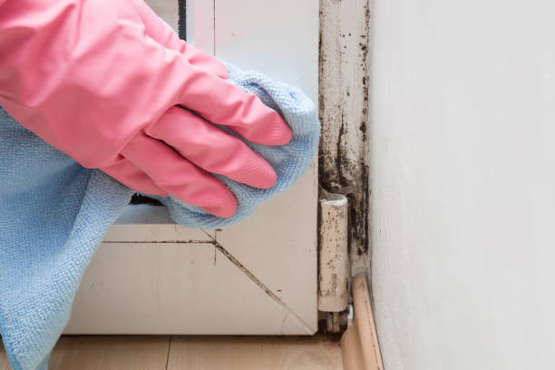 Best Attic Mold Removal  in Baldwin, MI