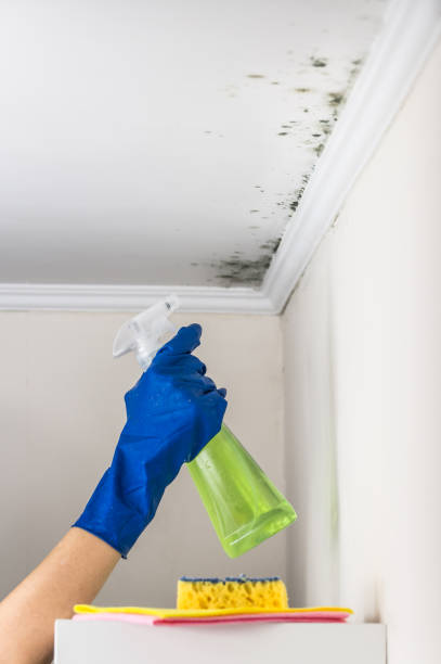 Best Home Mold Removal  in Baldwin, MI